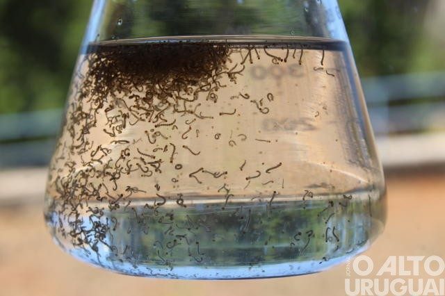 RS decreta estado de emergência devido à dengue