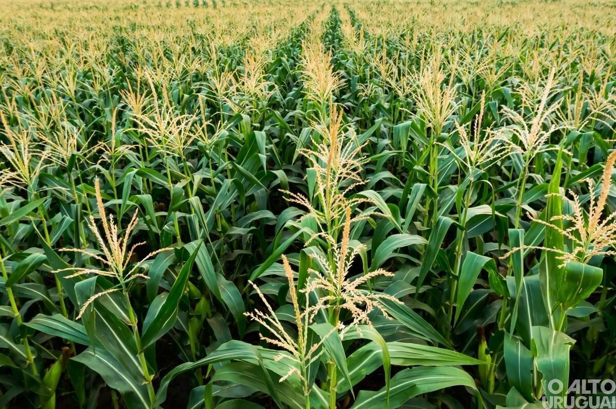 Último dia para declarar imposto sobre propriedade rural