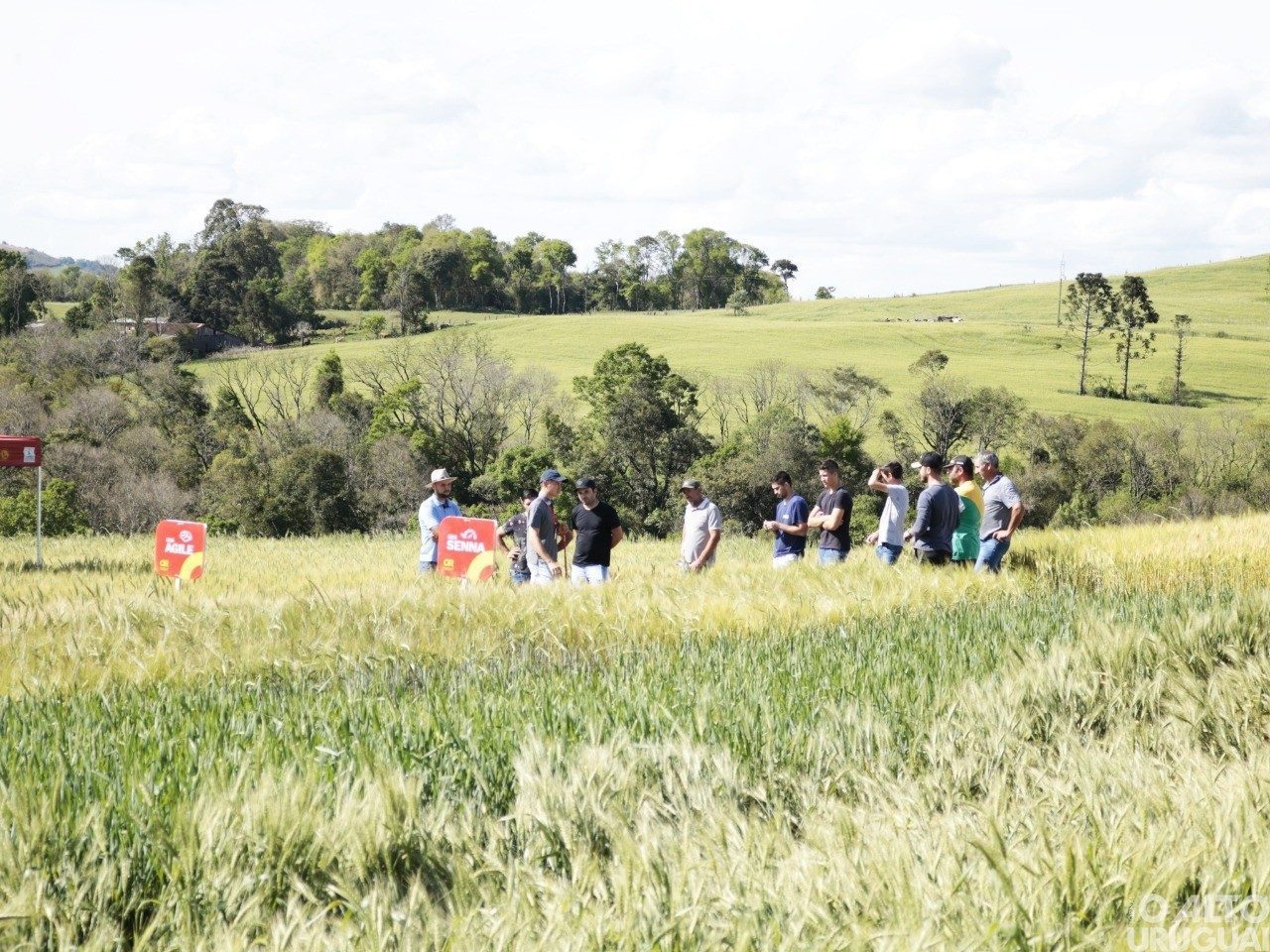 Município de Novo Tiradentes realiza Dia de Campo sobre cereais 
