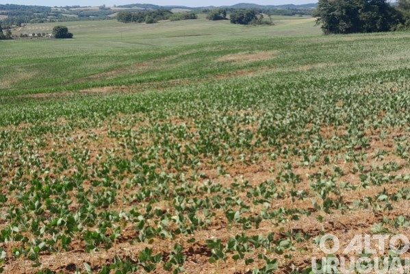 Estiagem prejudica desenvolvimento das lavouras de verão no RS