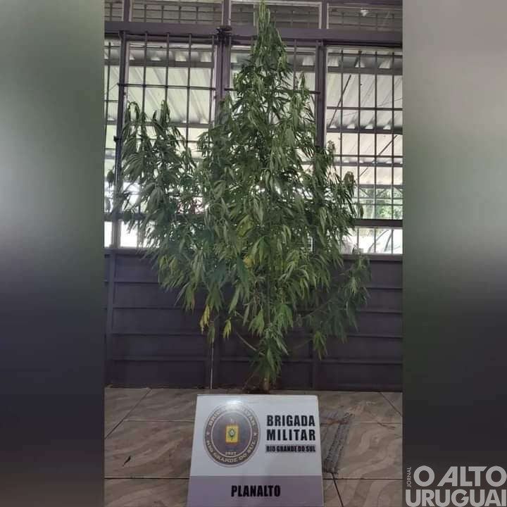 Brigada Militar apreende pé de maconha em Planalto