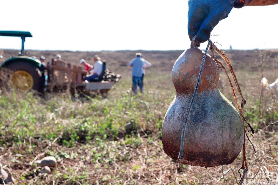 Produção de porongo ganha destaque e pode ser financiada