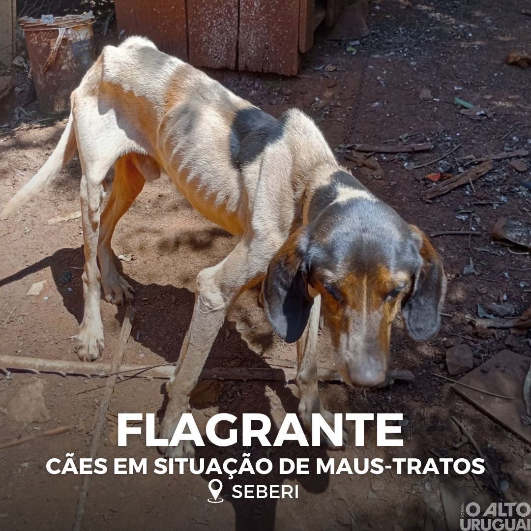 Brigada Militar flagra maus-tratos a cães em Seberi