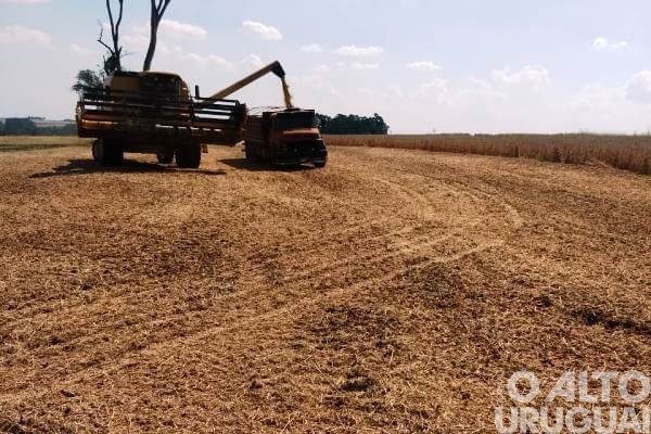 Colheita de grãos de verão avança no RS