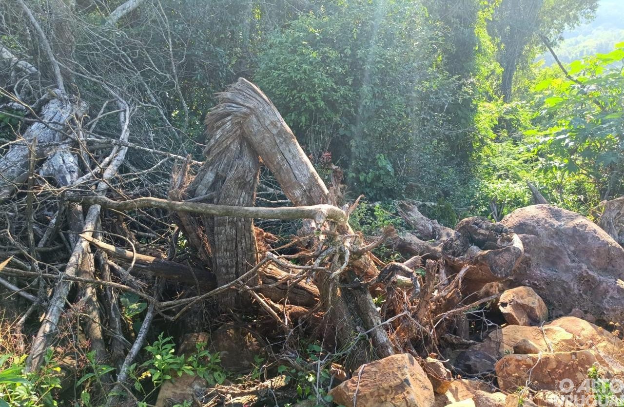 Batalhão Ambiental flagra destruição de vegetação nativa em Pinheirinho do Vale