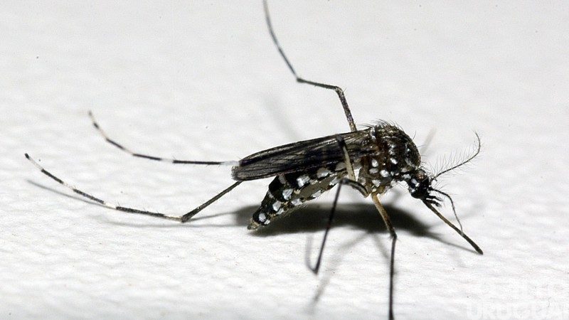 Com mais três óbitos confirmados, RS registra 14 mortes por dengue