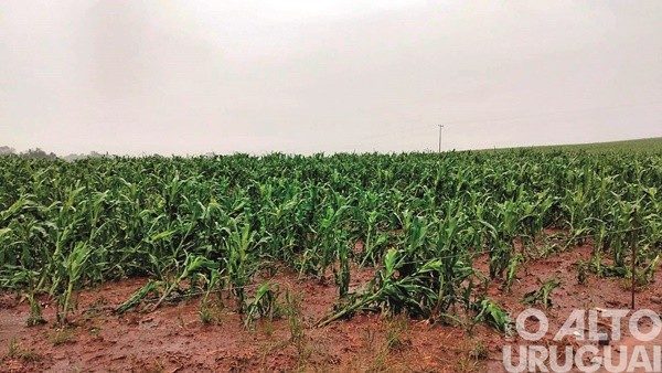 Região contabiliza prejuízos na agropecuária