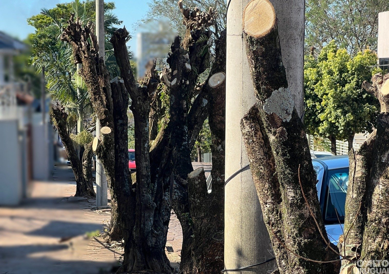 Podas radicais podem ter indiciamento como crime ambiental