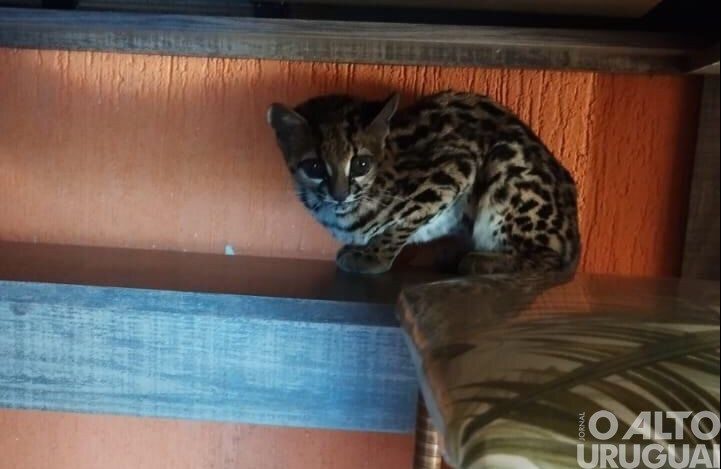 Jaguatirica ou gato do mato?