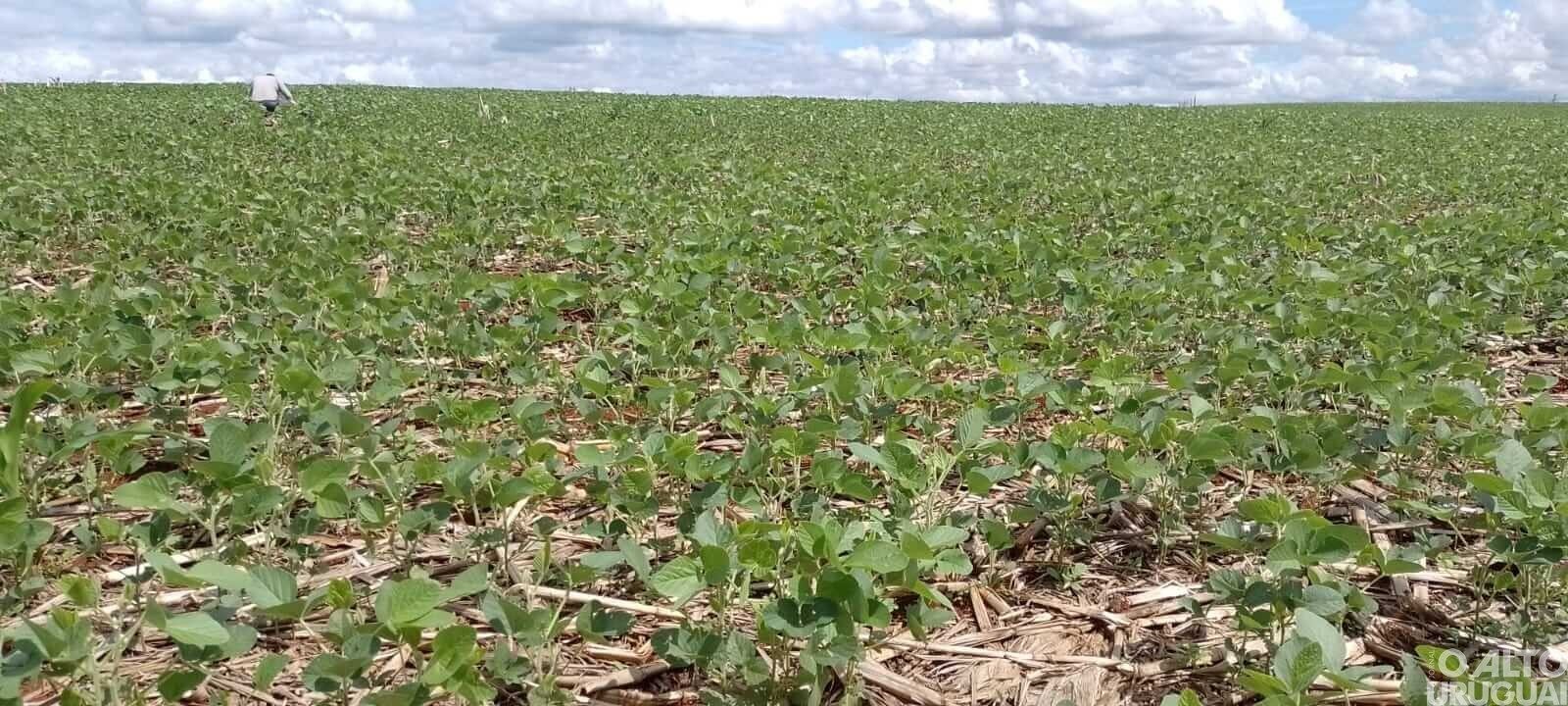 Colheita da soja chega a 14% no Rio Grande do Sul
