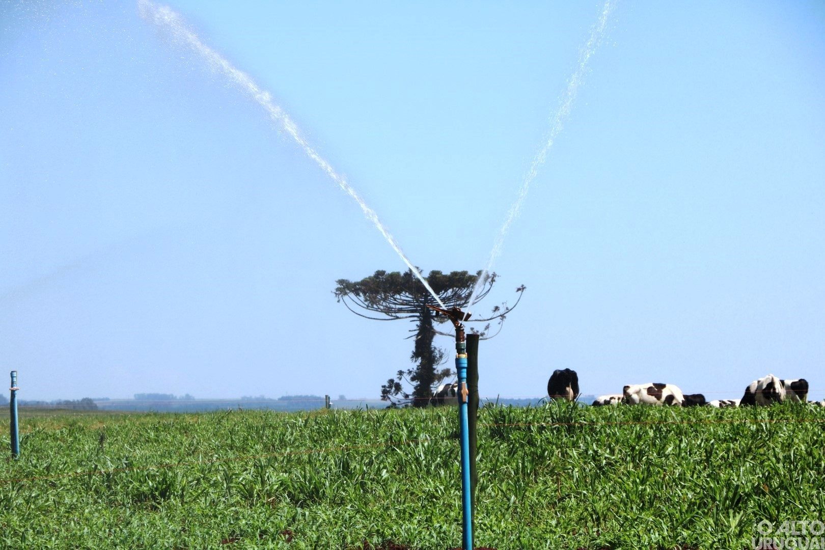 Edital para projetos de irrigação é lançado pelo governo do Estado