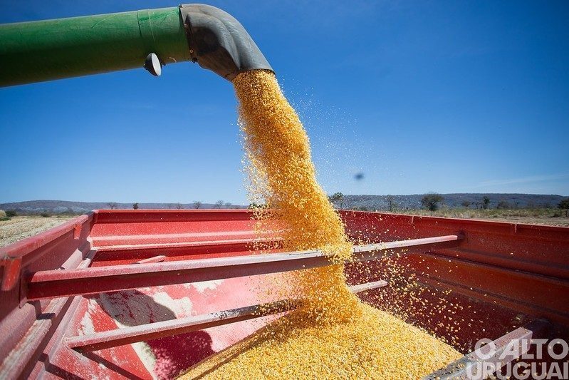 Indicador do Cepea interrompe sequência negativa da safra de milho