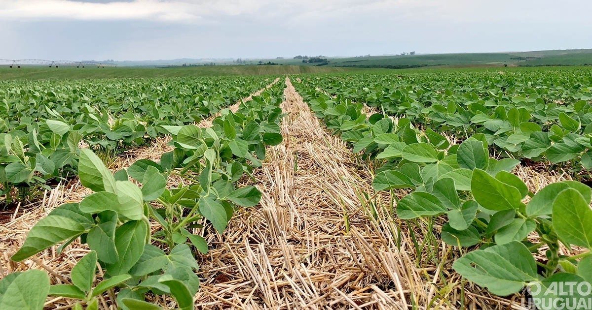 Noite de Campo de Soja da Cotrifred acontece no dia 6 de março