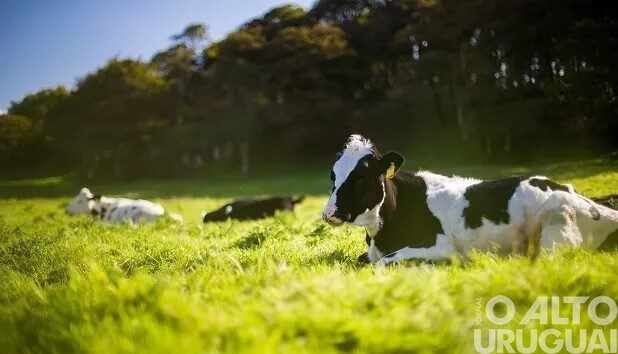 Mostra da Terneira acontece neste mês em Novo Tiradentes