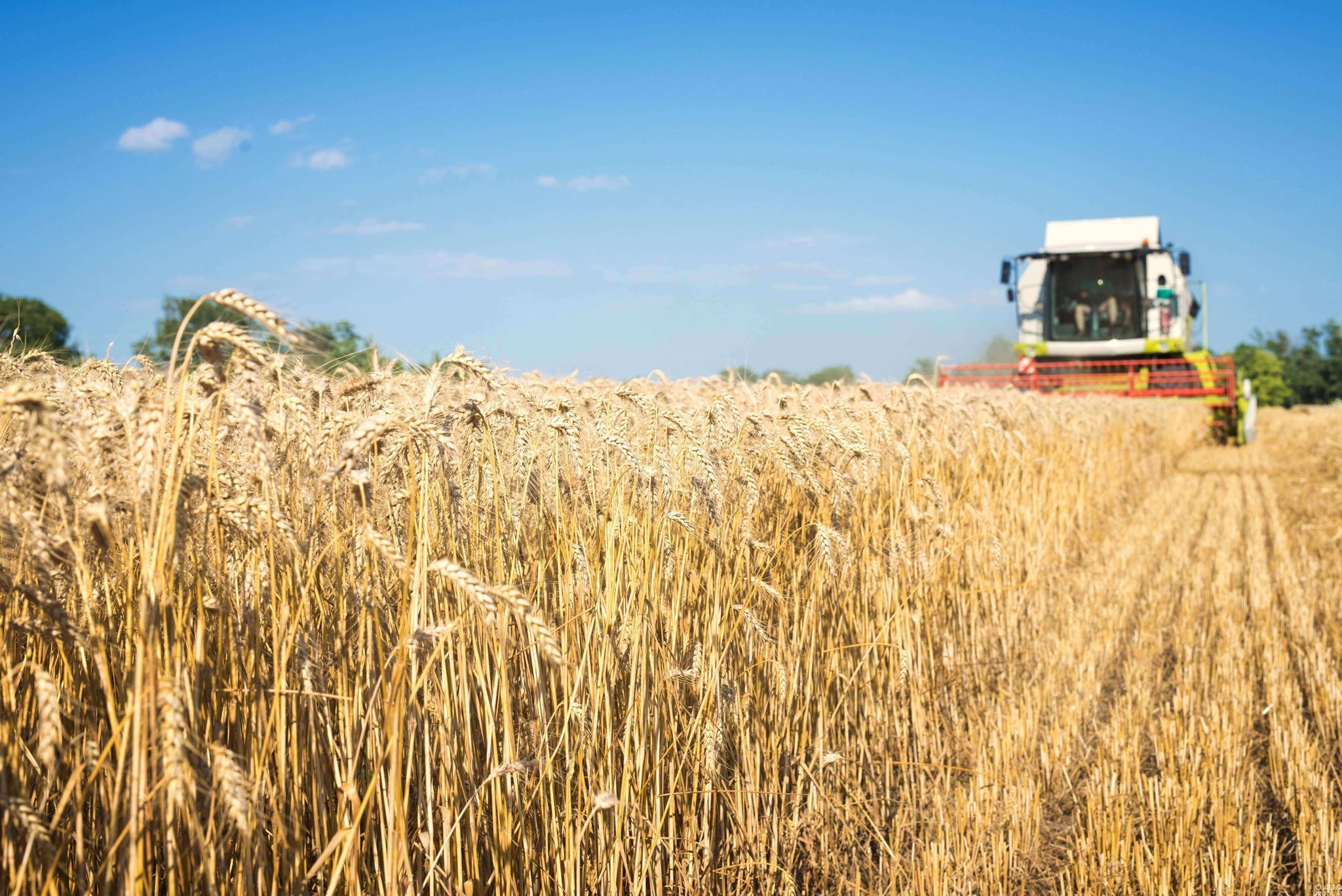Cooperativas agropecuárias gaúchas estimam safra positiva de trigo