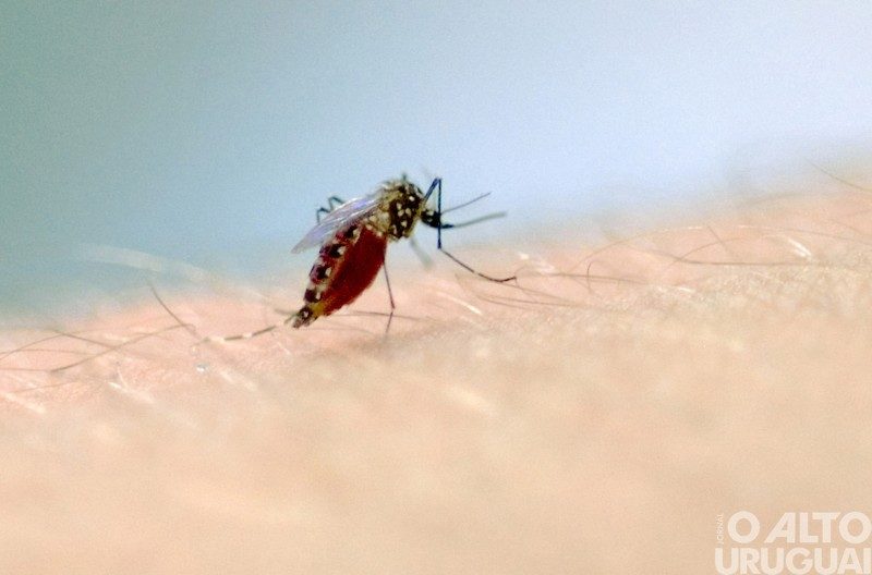 RS registra 205 óbitos por dengue em 2024