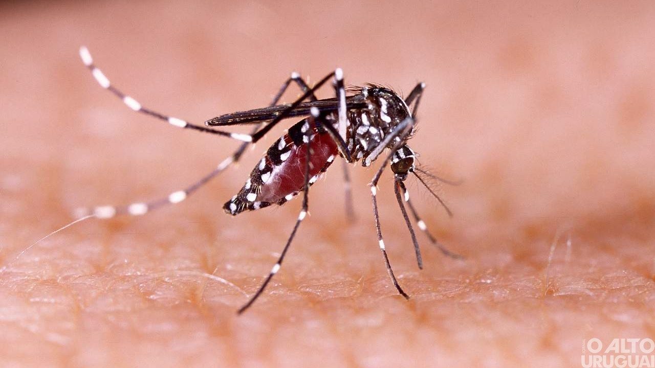 RS registra mais três mortes por dengue