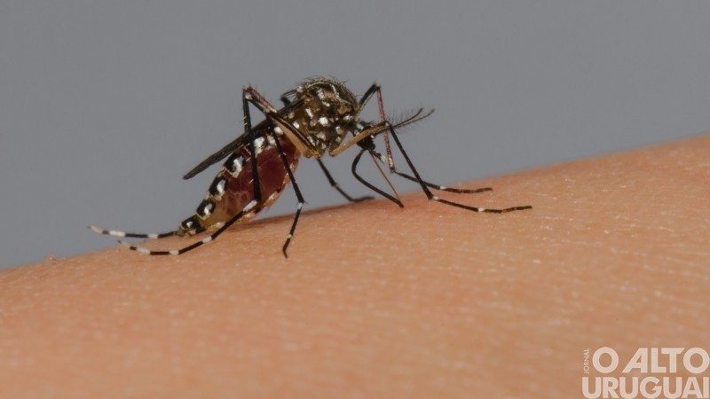 Mortes por dengue atingem recorde nesta semana