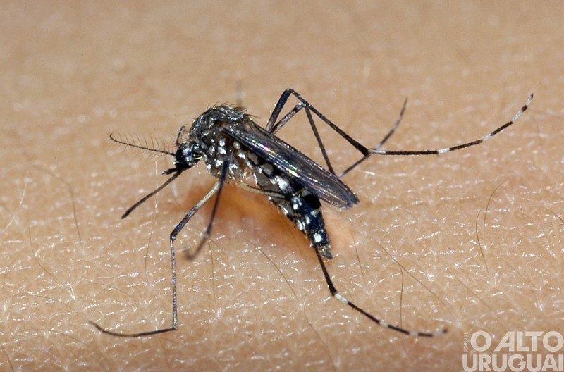Primeiro óbito por dengue é registrado em Frederico Westphalen
