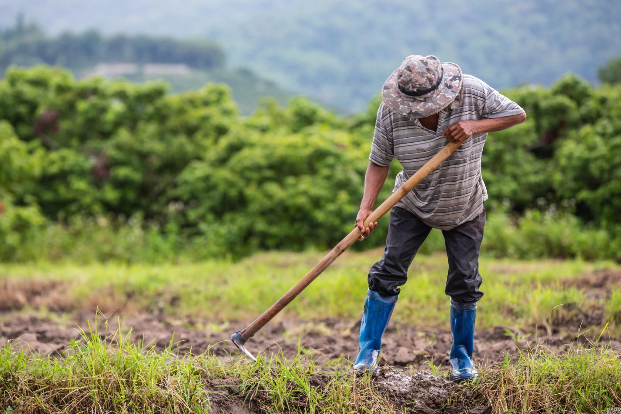 Senado aprova auxílio para agricultores familiares