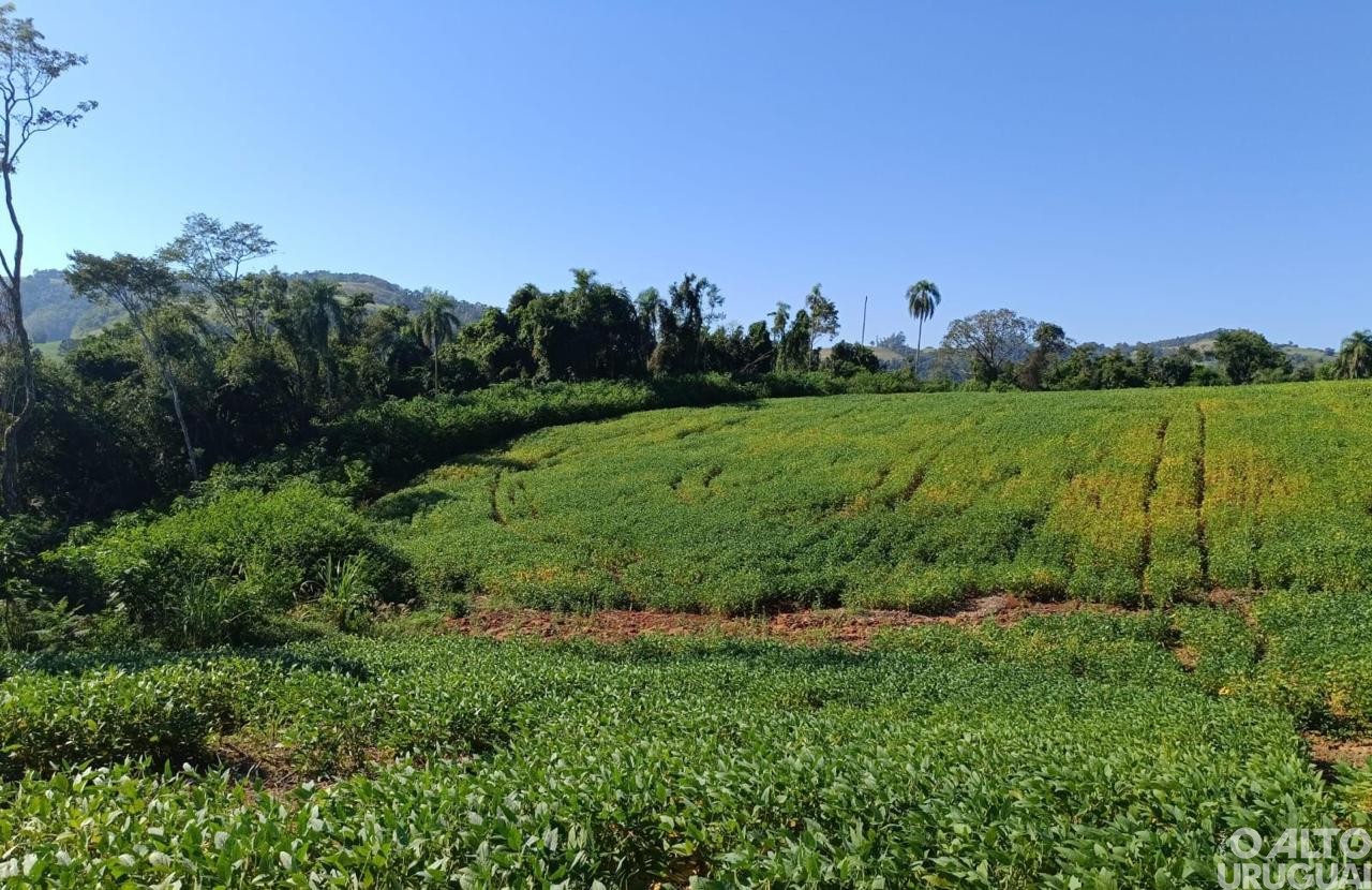 Batalhão Ambiental flagra destruição de vegetação nativa em Pinheirinho do Vale