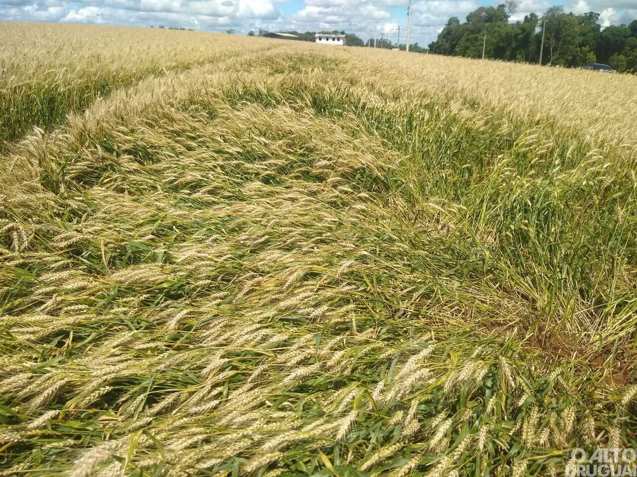 “Apesar das chuvas, expectativa ainda é muito boa com relação à safra de trigo”