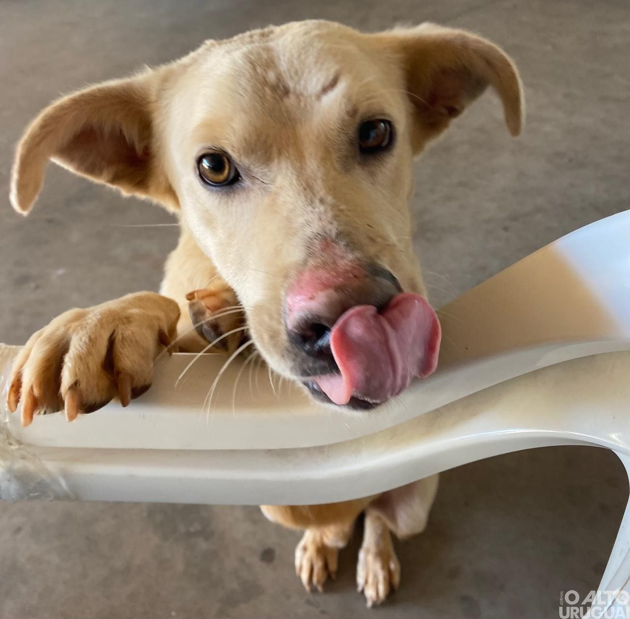 Aumentam casos de maus-tratos a animais em FW