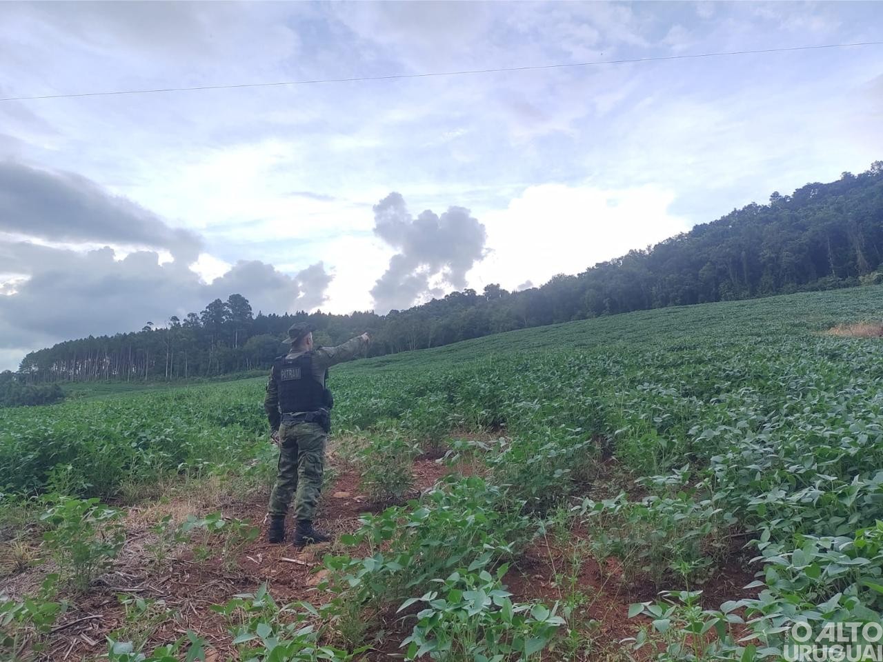 Batalhão Ambiental flagra desmatamento em Rodeio Bonito e Cristal do Sul