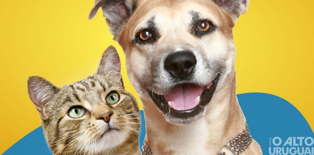 Feira de livros arrecada recursos para causa animal neste sábado em FW