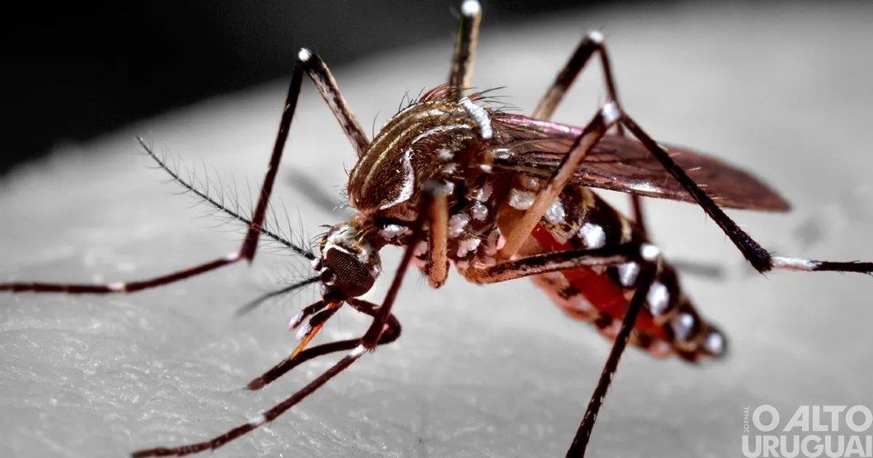 Mais um óbito por dengue é registrado no RS