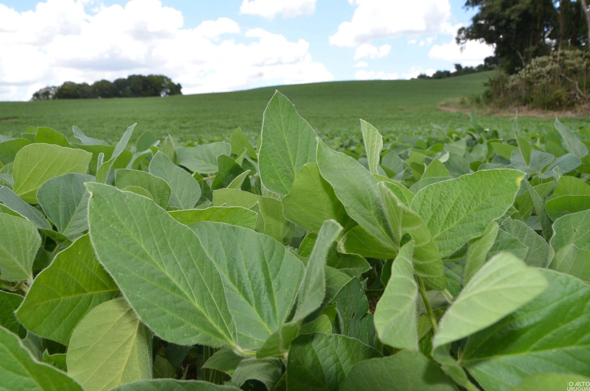 Área plantada do trigo apresenta 17,51% de aumento na região