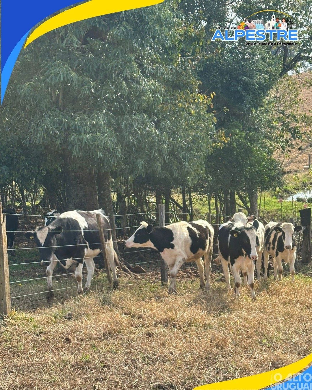 Alpestre amplia Programa de Melhoramento Genético da pecuária leiteira