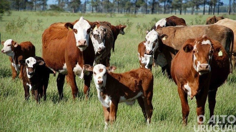 Declaração de rebanho tem prazo prorrogado para fim de julho