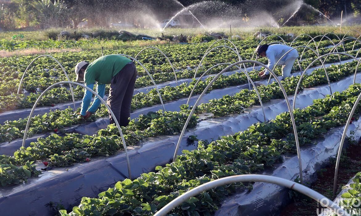 Presidente veta Projeto de Lei que trata sobre medidas emergenciais de apoio à agricultura familiar