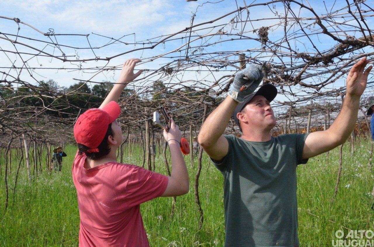 Parceria na produção de uvas é destaque em Ametista do Sul