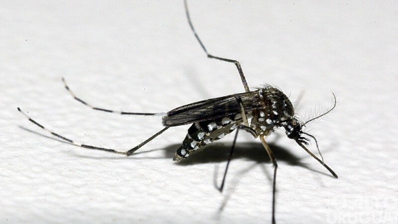 Rio Grande do Sul confirma 15 óbitos por dengue