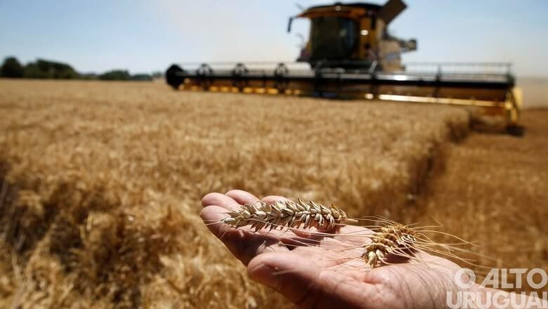 Safra de trigo deve ser a maior do século no RS
