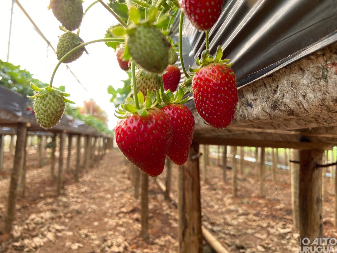 Visitas técnicas do STR iniciam em propriedades de hortifruti