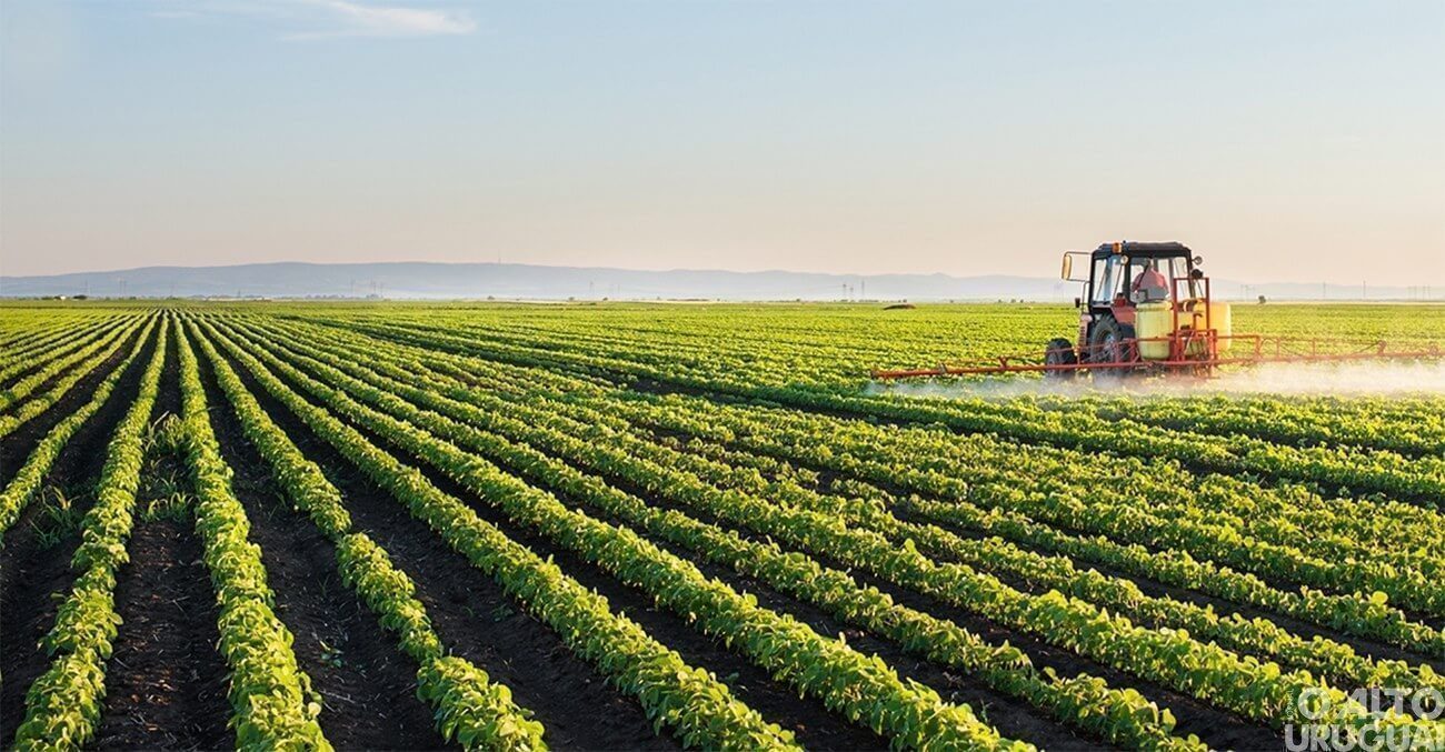 Agronegócio: confiança volta a aumentar no campo