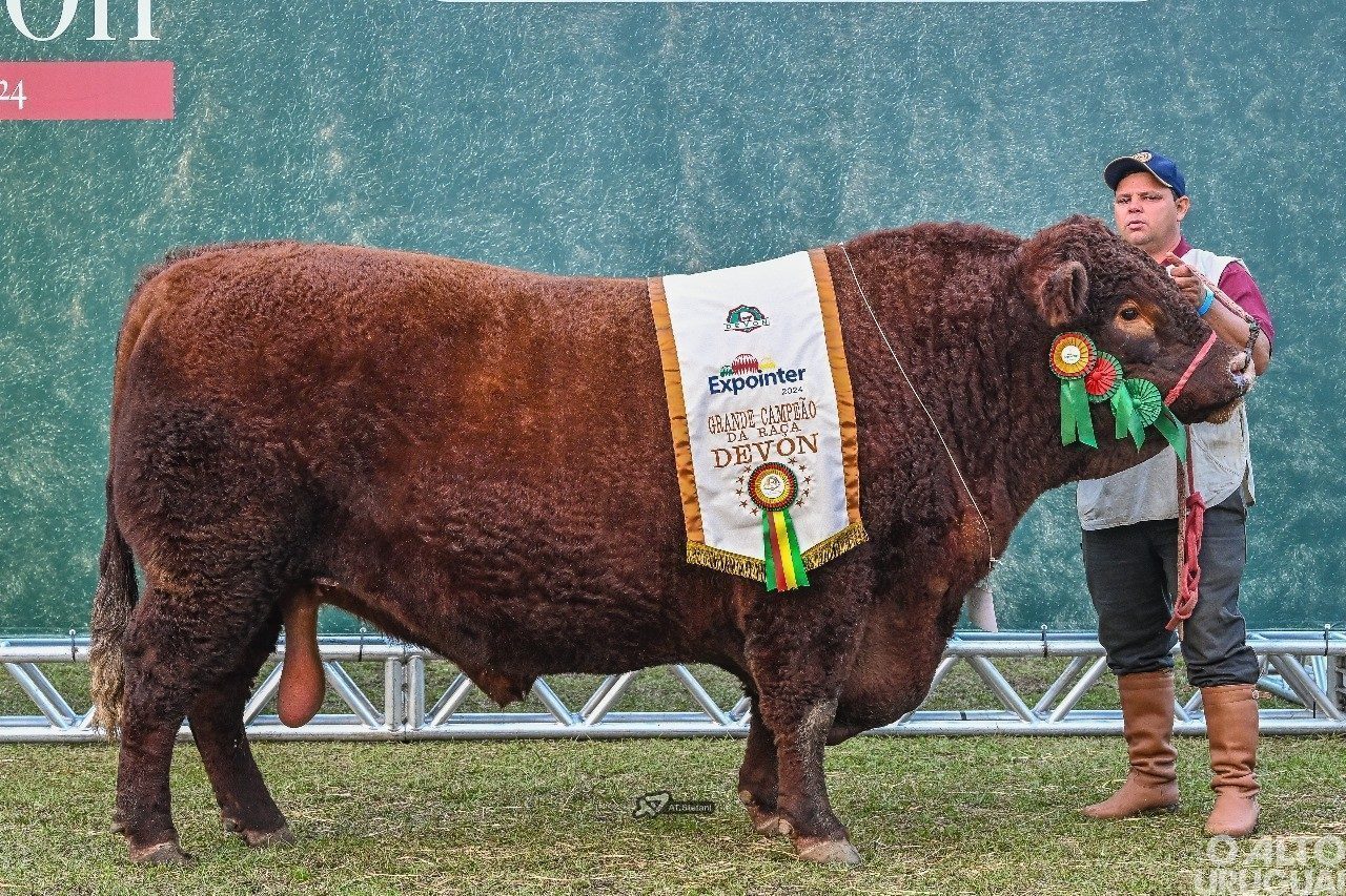 Touro mais pesado da raça Devon leva título de Grande Campeão da Expointer 2024