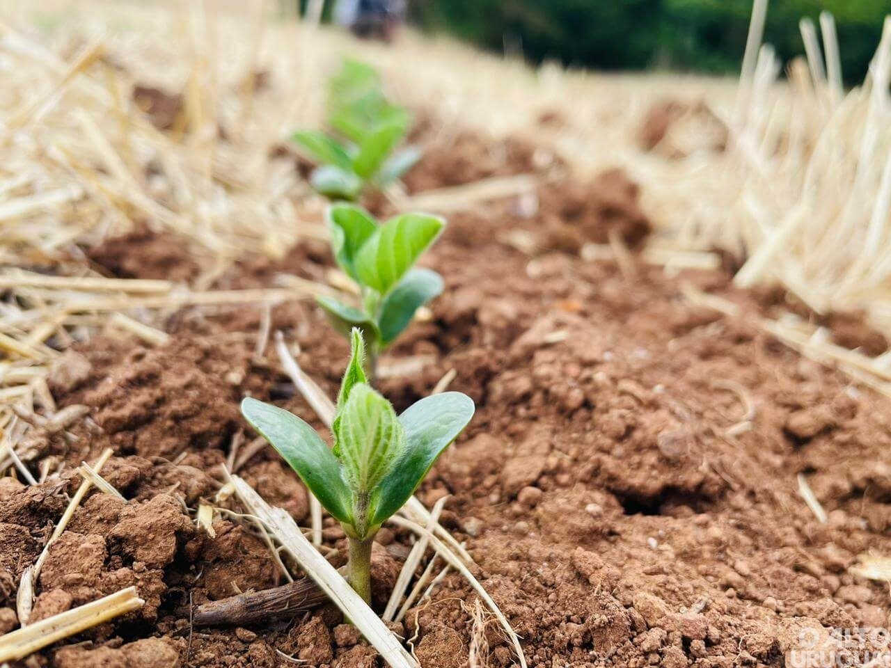 Solo brasileiro tem potencial agrícola em 32% do território