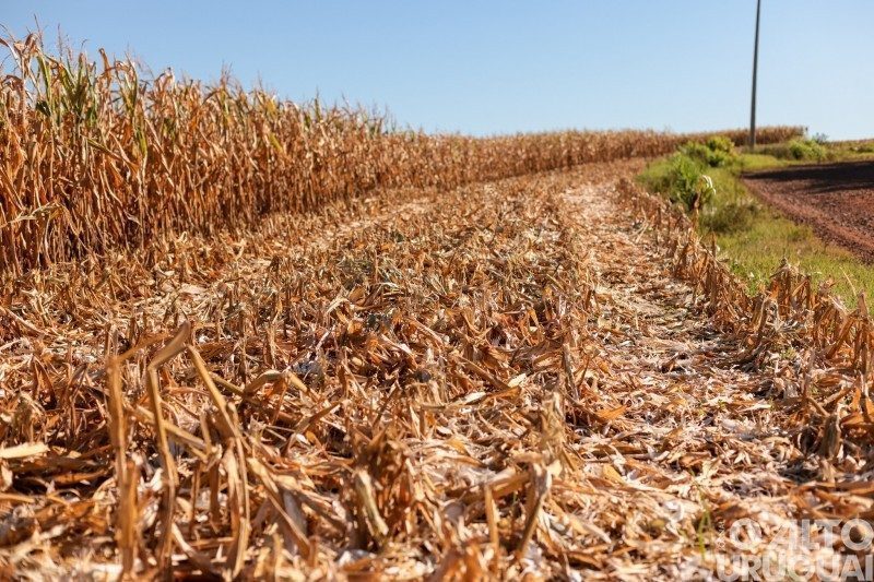 Estiagem no Rio Grande do Sul afeta mais de 828 mil pessoas