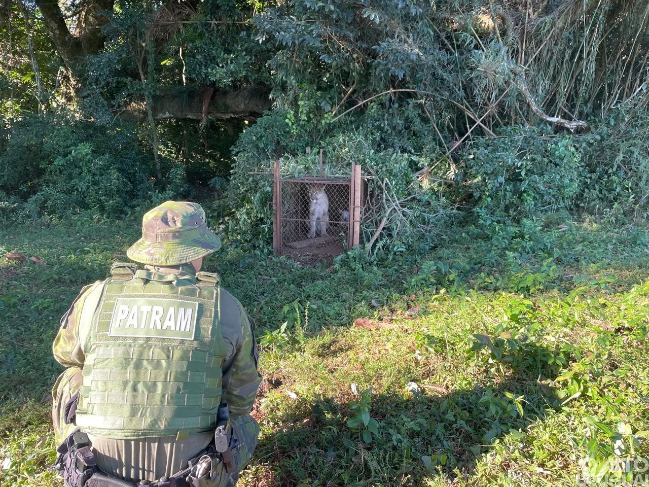 Batalhão Ambiental realiza salvamento de onça-parda em Palmeira das Missões
