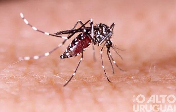 Dengue: neste ano, número de óbitos no RS já é cinco vezes maior que em 2021