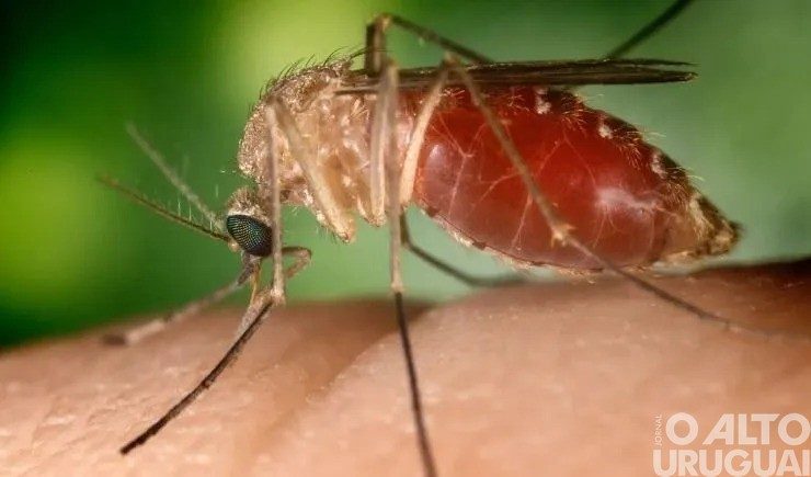 Transmissor da febre Oropouche deixa autoridades em alerta no RS