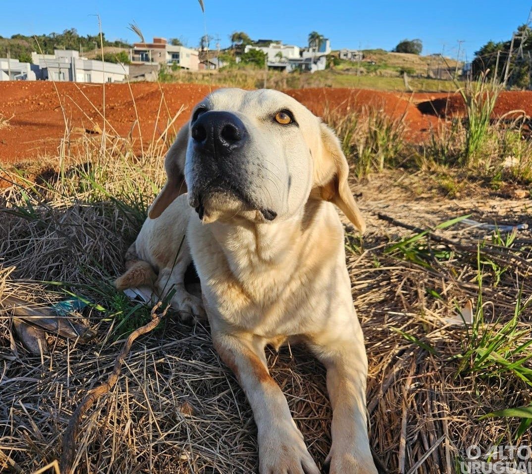 Cão comunitário é atropelado na Faguense