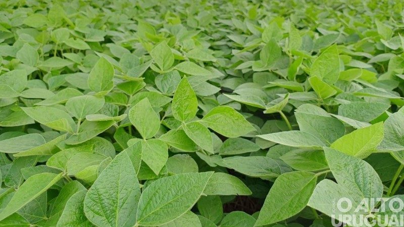 Plantio da soja chega em estágio final no Estado