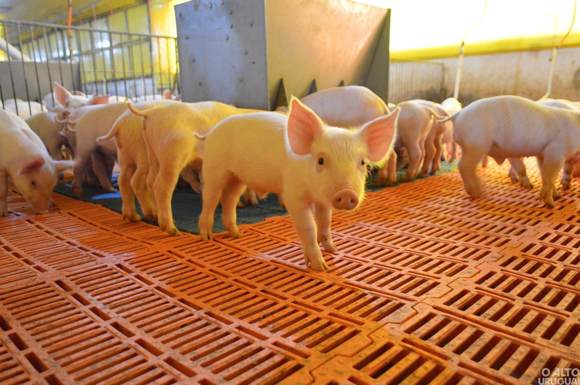 Rodeio Bonito e Palmitinho lideram produção de suínos no Rio Grande do Sul