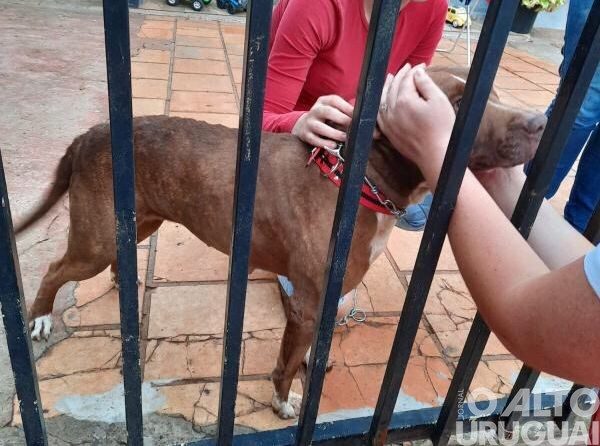 Corpo de Bombeiros resgata cão da raça Pitbull em Frederico Westphalen