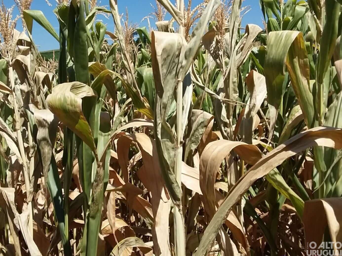 Prefeitura de Novo Tiradentes prioriza serviços para produção de silagem